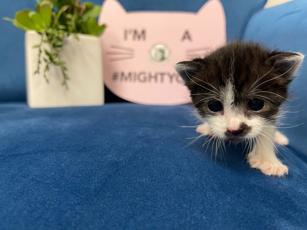 Neonatal Kittens