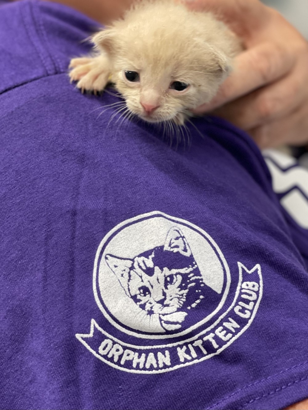 Neonatal Kittens