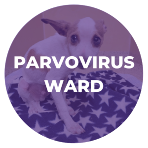 Parvovirus Ward