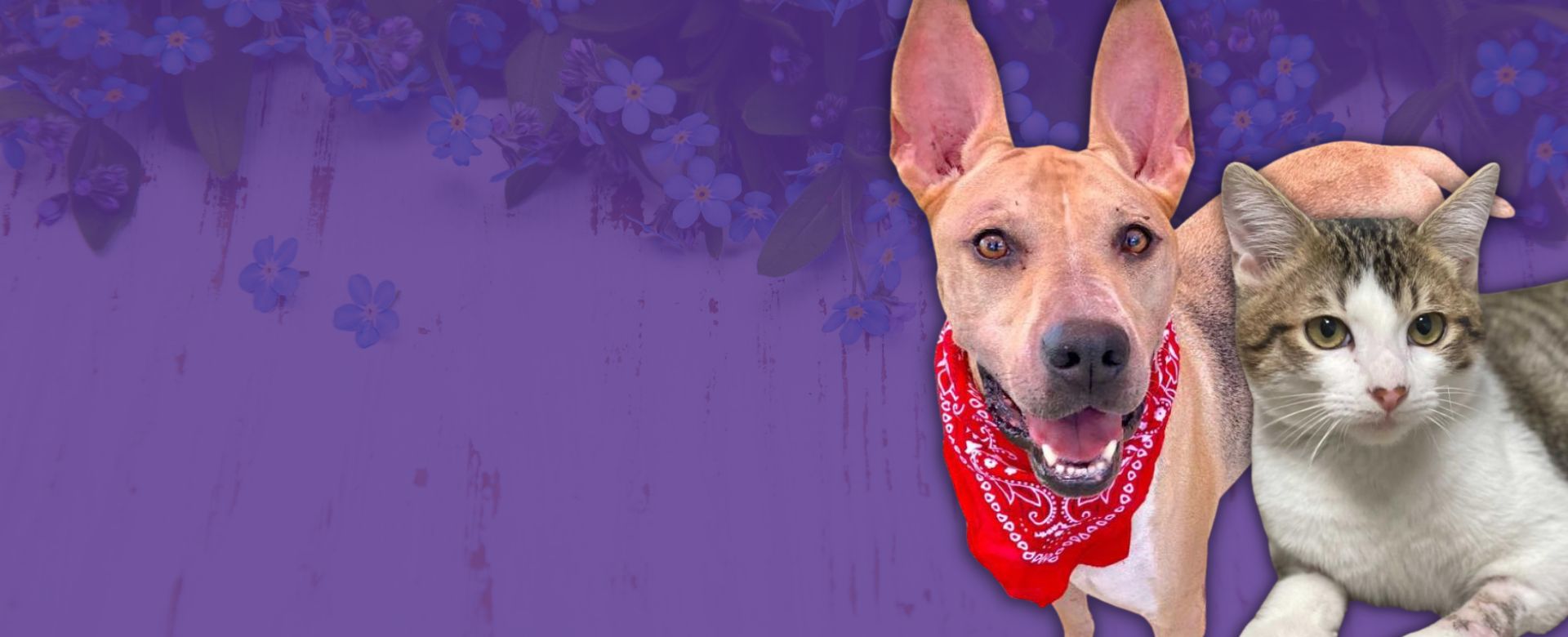 Forget Me Not - Together, we can help our long-stay cats and dogs find their forever families.
