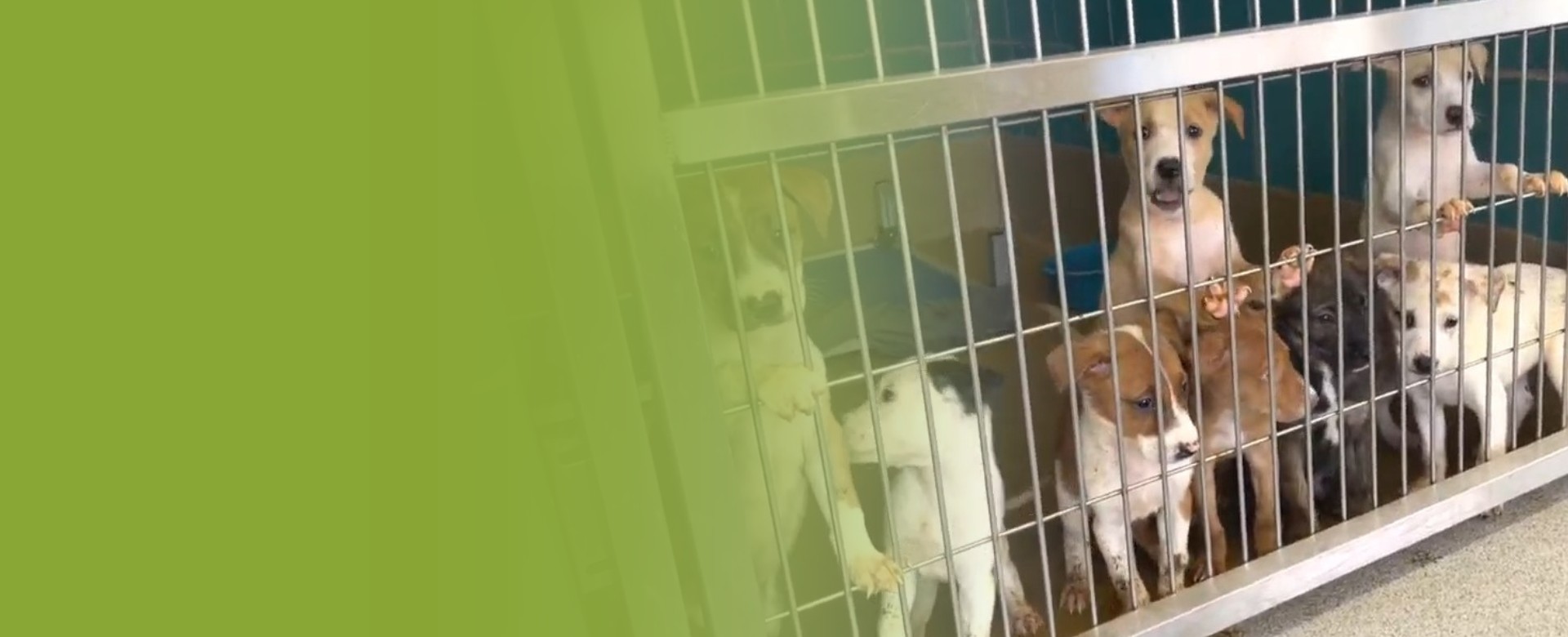 Sponsor a Kennel