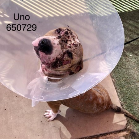 Uno the Dog - before